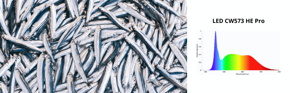 fish on display